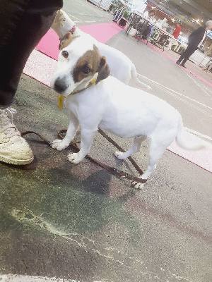 Étalon Jack Russell Terrier - Sauterelle Du Domaine Des Pattes Dorées