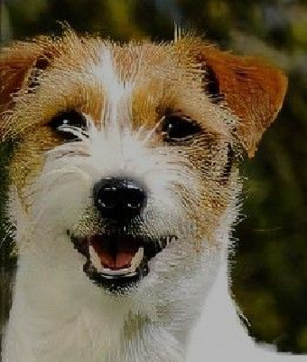 Étalon Jack Russell Terrier - Toga des Diamants Verts