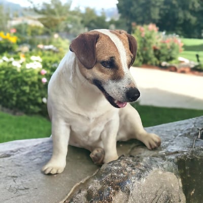 Étalon Jack Russell Terrier - Sacha (Sans Affixe)