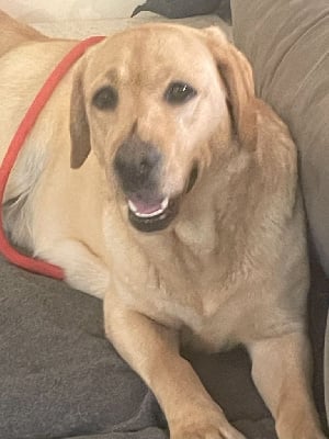 Étalon Labrador Retriever - Tapioka De La Vallée Du Goldor