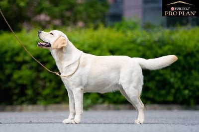 Étalon Labrador Retriever - Sweet love du vallon de la licorne