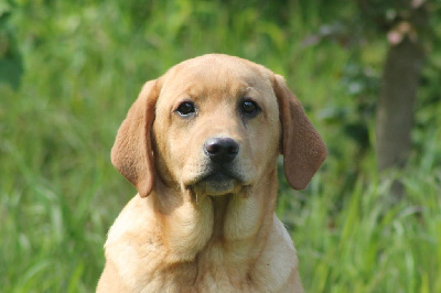 Étalon Labrador Retriever - Balsa herbu zadora