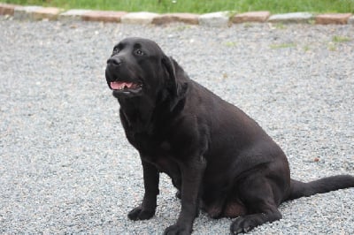 Étalon Labrador Retriever - Pepsi (Sans Affixe)