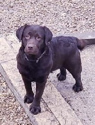 Étalon Labrador Retriever - Rosie des Bidibooms De La Noue