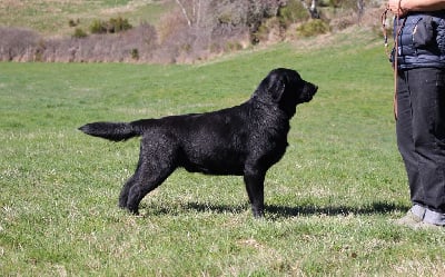 Étalon Labrador Retriever - loretta Maestro dobel