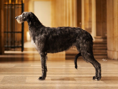 Étalon Levrier Ecossais - Antonius Vertragus The-lake-manyara