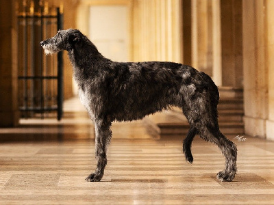 Étalon Levrier Ecossais - Antonius Vertragus The-kalahari-desert