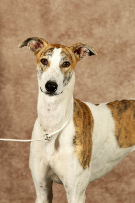 Étalon Levrier hongrois - CH. illa-berek Gida