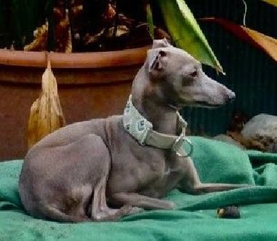 Étalon Petit Levrier Italien - De L'Oustau De La Clapiere Neele danseuse etoile du jardin d'helios