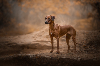 Étalon Rhodesian Ridgeback - ele tori Pandora