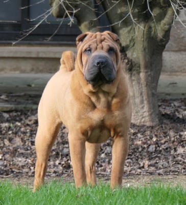 Étalon Shar Pei - Urbi et orbi des Ming Way