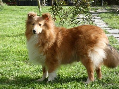 Étalon Shetland Sheepdog - Pourpre katniss Des Cerberes De L'isaac