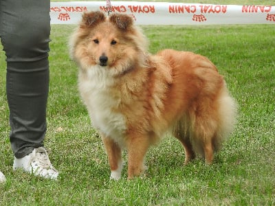 Étalon Shetland Sheepdog - Unless gold Du puits saint loup