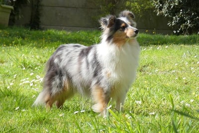 Étalon Shetland Sheepdog - Speedy gonzales Des Cerberes De L'isaac