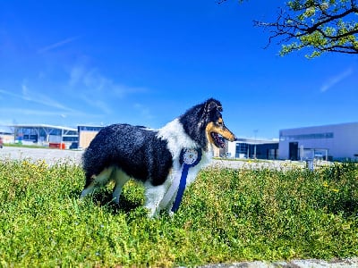 Étalon Shetland Sheepdog - Une passion ravageuse De L'odyssée D'alcane