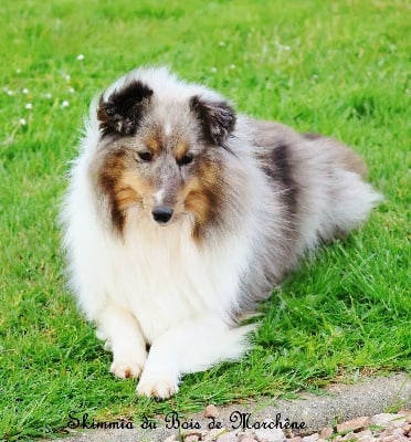 Étalon Shetland Sheepdog - Skimmia du bois de Morchène