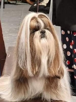 Étalon Shih Tzu - Samantha-saï Violetta Perline