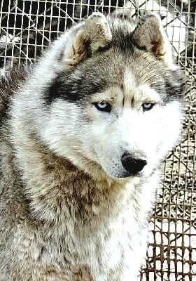 Étalon Siberian Husky - One new grey boy orkan des reves de neige