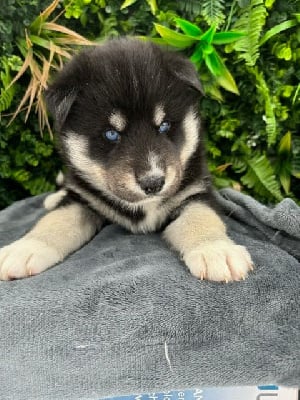 Étalon Siberian Husky - Vanille (Sans Affixe)