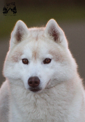 Étalon Siberian Husky - Tender love for kira Of Siberian Forest Wolves