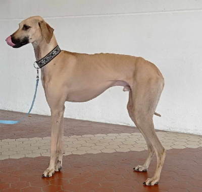 Étalon Sloughi - T'anout D'Imi-N-Tanout