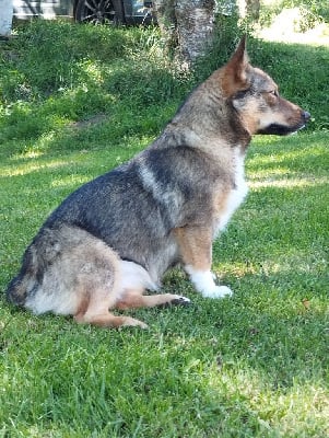 Étalon Spitz des Visigoths - Tiwaz lupa Des pins ardéchois