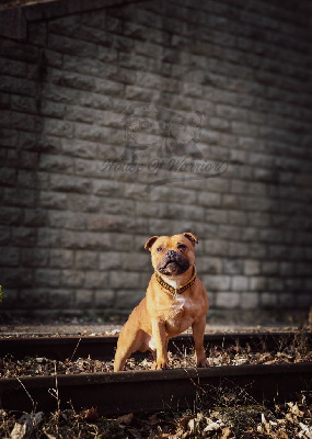 Étalon Staffordshire Bull Terrier - Paul House Of Warrior
