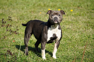 Étalon Staffordshire Bull Terrier - Tania Forgiveness American Dog