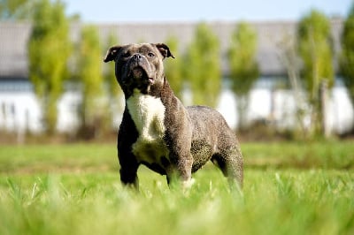 Étalon Staffordshire Bull Terrier - Thara Forgiveness American Dog