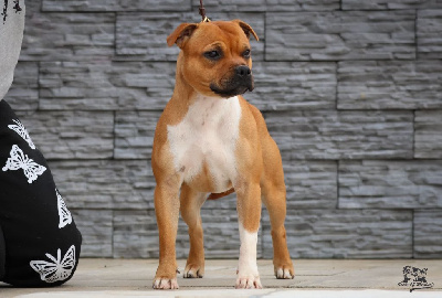Étalon Staffordshire Bull Terrier - Multi jch.the french connection House Of Warrior