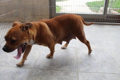 Étalon Staffordshire Bull Terrier - Simone (Sans Affixe)