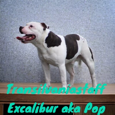 Étalon Staffordshire Bull Terrier - transilvania staff Excalibur