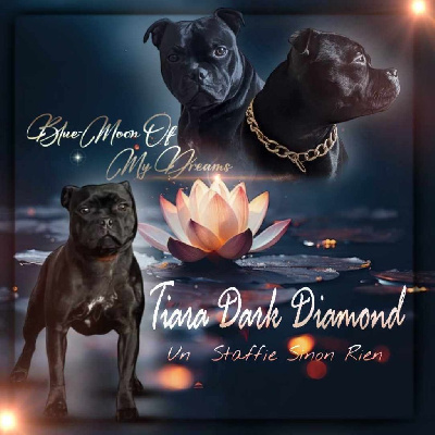 Étalon Staffordshire Bull Terrier - Tiara dark diamond Un Staffie Sinon Rien