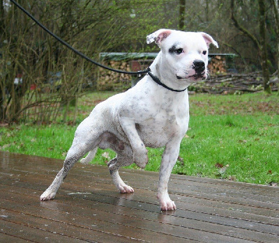 Étalon Staffordshire Bull Terrier - Staffanatic's Ultimate white karl