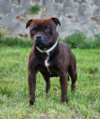 Étalon Staffordshire Bull Terrier - skilful dogs Lana