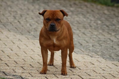 Étalon Staffordshire Bull Terrier - Taj mahal Zadatis