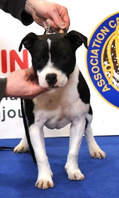 Étalon Staffordshire Bull Terrier - Staffanatic's Until the end of time
