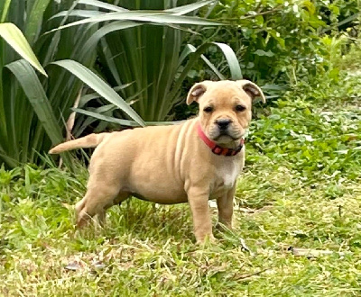 Étalon Staffordshire Bull Terrier - Arvernmolosse Végas