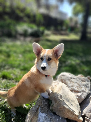 Étalon Welsh Corgi Pembroke - Tia du clos de rêverie (Sans Affixe)