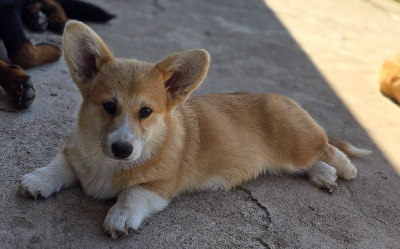 Étalon Welsh Corgi Pembroke - Uméa kingdom of margail