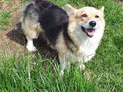 Étalon Welsh Corgi Pembroke - Rafale des Terres des Forges