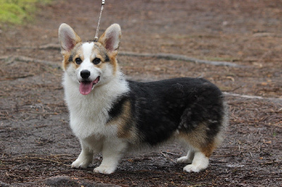 Étalon Welsh Corgi Pembroke - Perri weisser greif