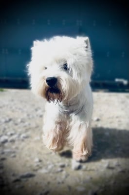 Étalon West Highland White Terrier - Prince (dit robby) od bobika