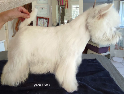 Étalon West Highland White Terrier - Tyson of White Thistle