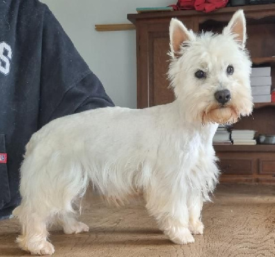 Étalon West Highland White Terrier - Peggy des hirondelles du voyage