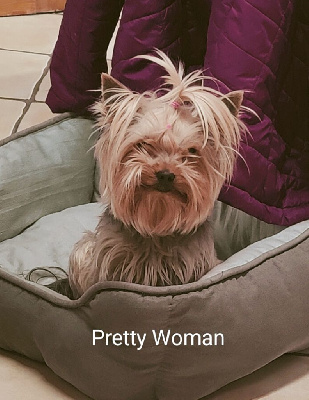 Étalon Yorkshire Terrier - Pretty woman Des P'tits Bouts D'amour