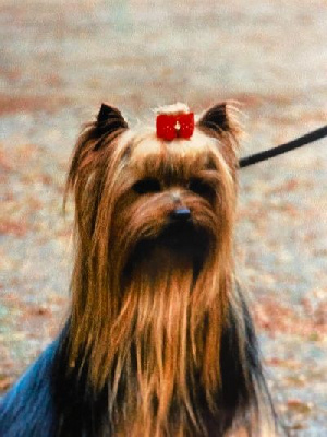Étalon Yorkshire Terrier - Magicstar Suzette