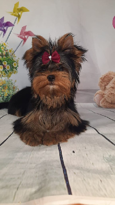 Étalon Yorkshire Terrier - magnus fortuna Olivia