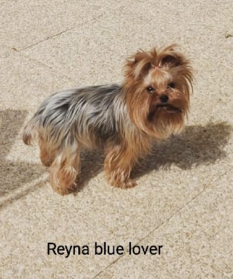 Étalon Yorkshire Terrier - Reyna blue lover Du Clos Des Dalhia