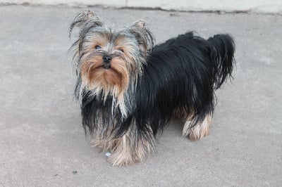 Étalon Yorkshire Terrier - Rimmelle Du Val De Clavernau